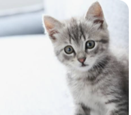 Foto del gatito